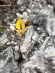 Disa tenuifolia