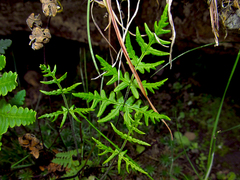 Pentagramma triangularis