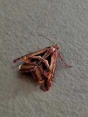 Melipotis bisinuata