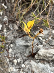 Disa tenuifolia