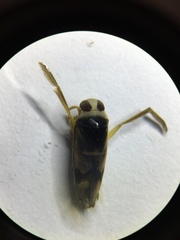 Notonecta undulata