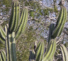 Cactaceae