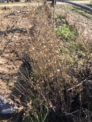 Artemisia californica