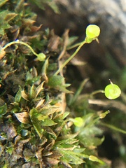 Physcomitrium pyriforme