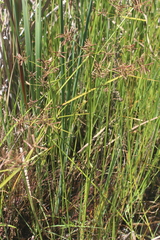 Cyperus longus