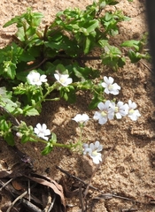 Nemesia bicornis