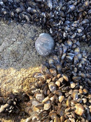 Haliotis cracherodii