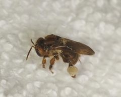 Scaptotrigona hellwegeri