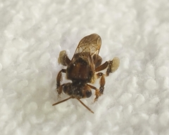 Scaptotrigona hellwegeri