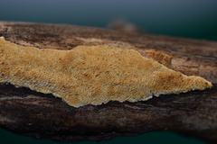 Brunneoporus minutus