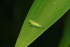 Neocoelidiini