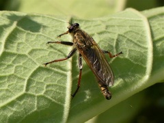 Echthistus rufinervis