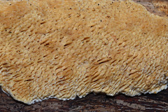 Brunneoporus minutus