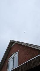 Haliaeetus albicilla