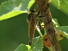Echthistus rufinervis