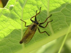 Echthistus rufinervis