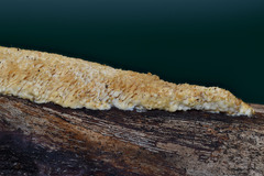 Brunneoporus minutus