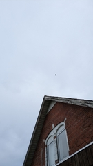 Haliaeetus albicilla