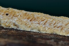 Brunneoporus minutus