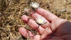 Drosanthemum calycinum