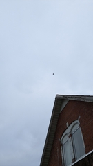 Haliaeetus albicilla