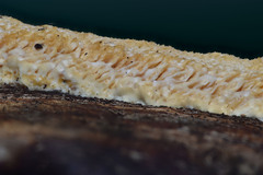 Brunneoporus minutus