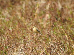 Empidonax fulvifrons