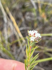 Euchaetis schlechteri
