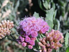 Tessaria absinthioides