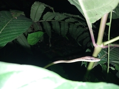 Oxybelis rutherfordi