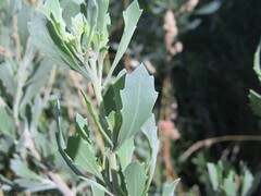 Tessaria absinthioides