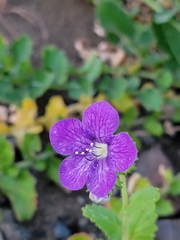 Phacelia grandiflora