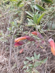 Dolichandra cynanchoides