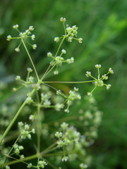 Trinia kitaibelii