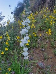 Sairocarpus coulterianus