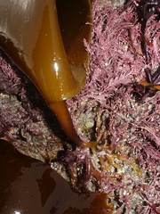 Laminaria digitata