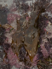 Laminaria digitata