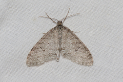 Trichopteryx carpinata