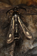 Dipchasphecia iskander