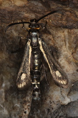 Dipchasphecia iskander