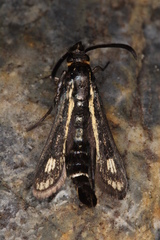 Dipchasphecia iskander