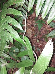 Oxybelis rutherfordi