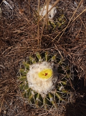 Parodia erinaceus