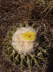 Parodia erinaceus