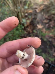 Agaricus californicus