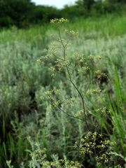 Trinia kitaibelii