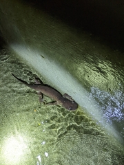 Ambystoma
