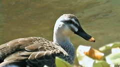 Anas zonorhyncha