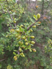 Rhamneae
