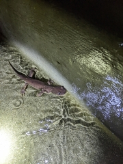Ambystoma